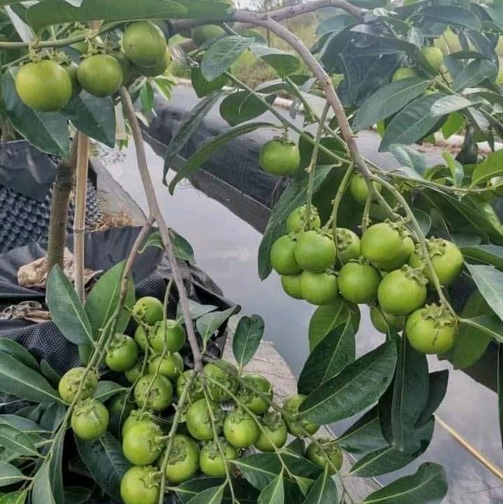 CÂY GIỐNG HỒNG ĐEN SOCOLA (COMBO MUA 2CÂY) 3
