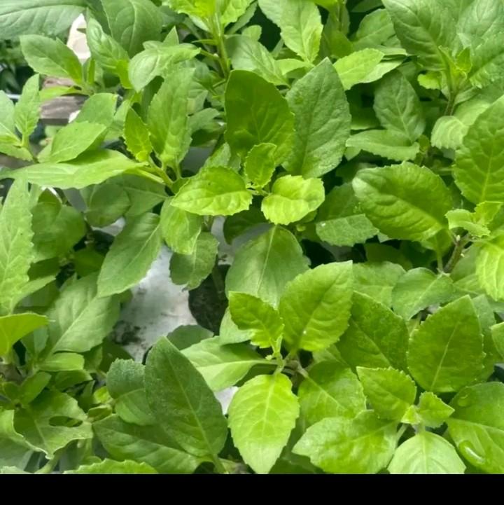 Combo 10 cây giống bầu đất 5