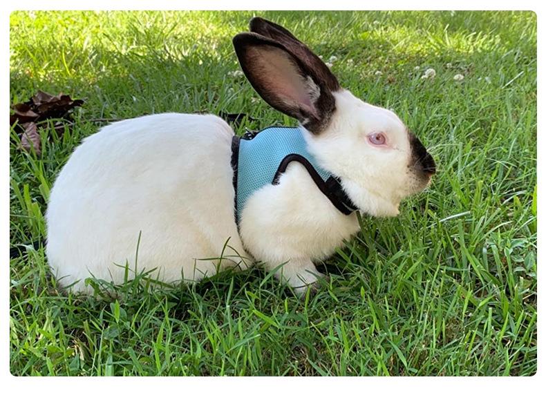 Product Introduction of Adjustable Soft Harness with Elastic Leash for Rabbits Harness Bunny Vest Harness Suit for Ferret Kittn Puppy Small Animals Pets 24