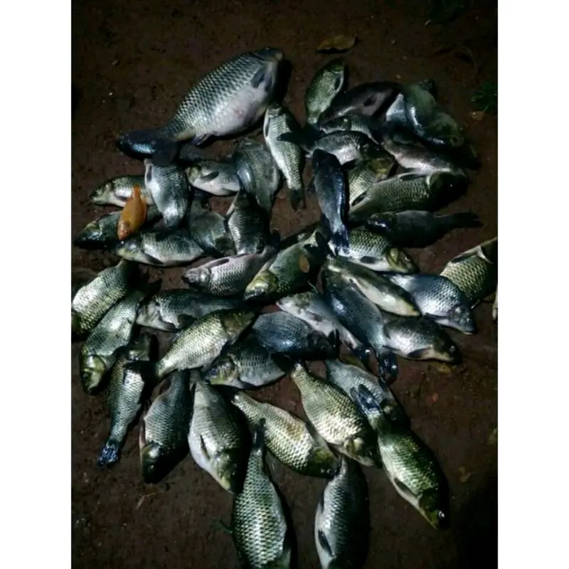 Essen ikan mas ikan rame aroma stroberi nangka susu granium essen ikan mas paling gacor-124 3