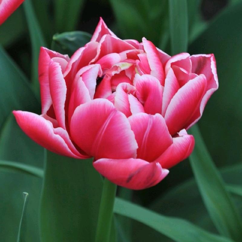 10 củ tulip cánh kép đỏ viền trắng columbus
