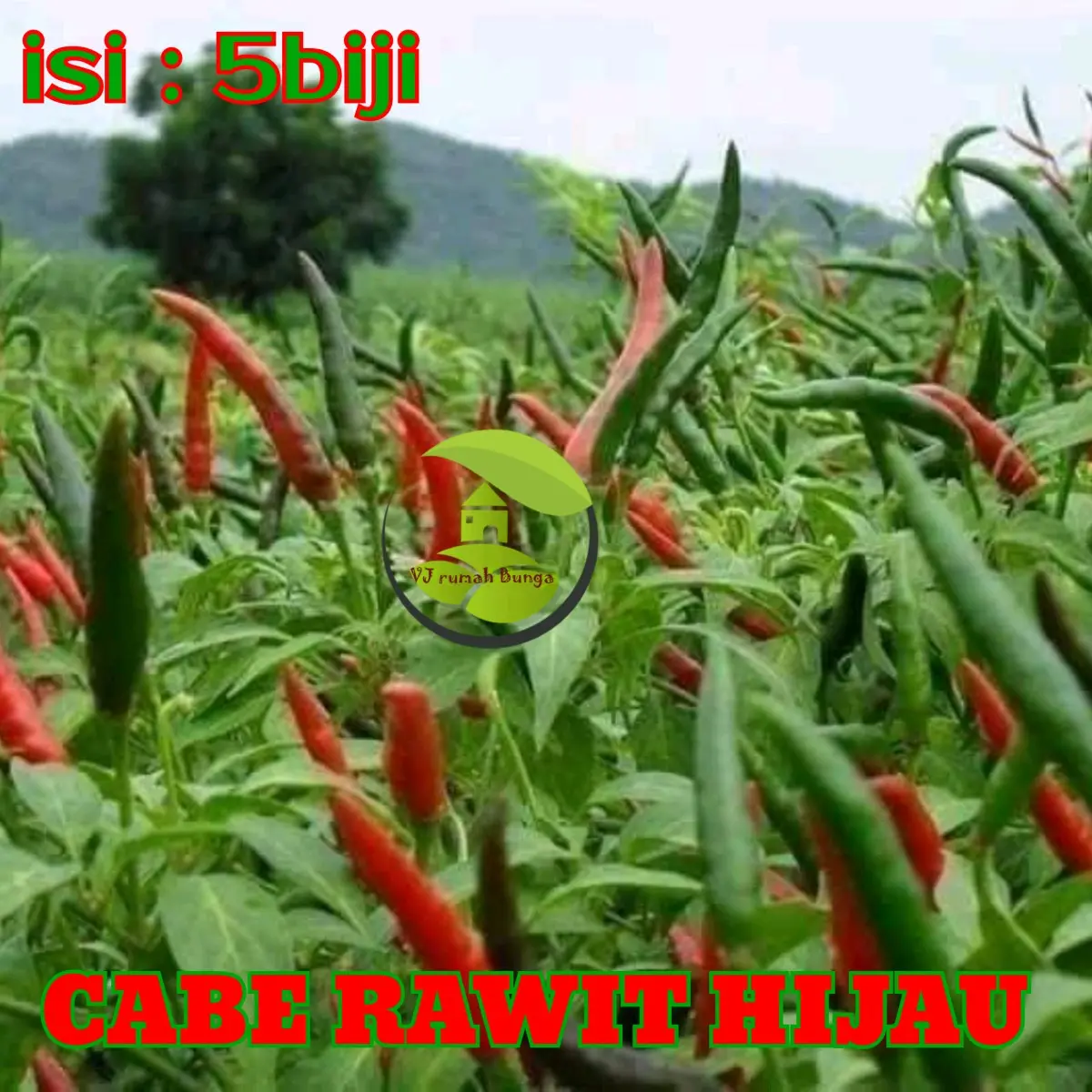 cabai rawit hijau f1