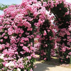 100GranosSemillasdeRosaTrepadora"Angela",FloraciónRomántica,GerminaciónFácil,DecoracióndePaisajeFloral,IdealparaJardinesyBalconesDomésticos