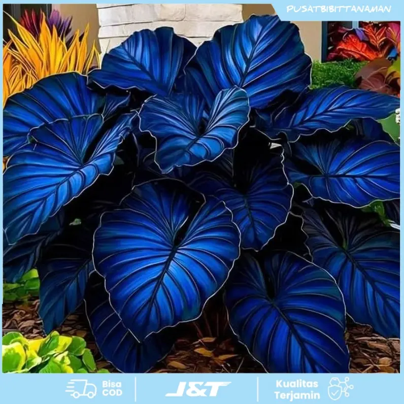BIBIT BONGGOL TANAMAN HIAS KELADI BLUE BIRD/BIBIT KELADI MURAH