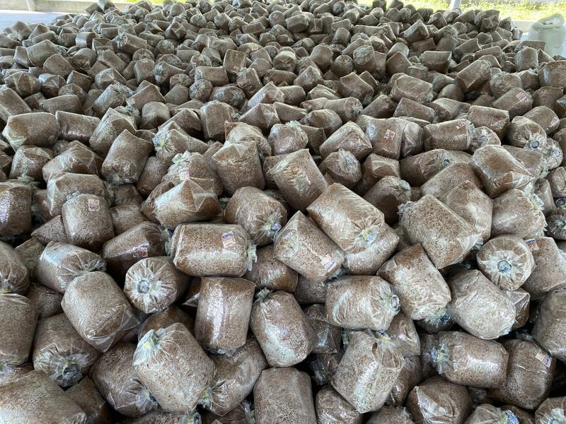 Combo 8 Meo Nấm Rơm Thần Nông (550g) - Tặng Tài Liệu Trồng Nấm Rơm Trong Nhà 5
