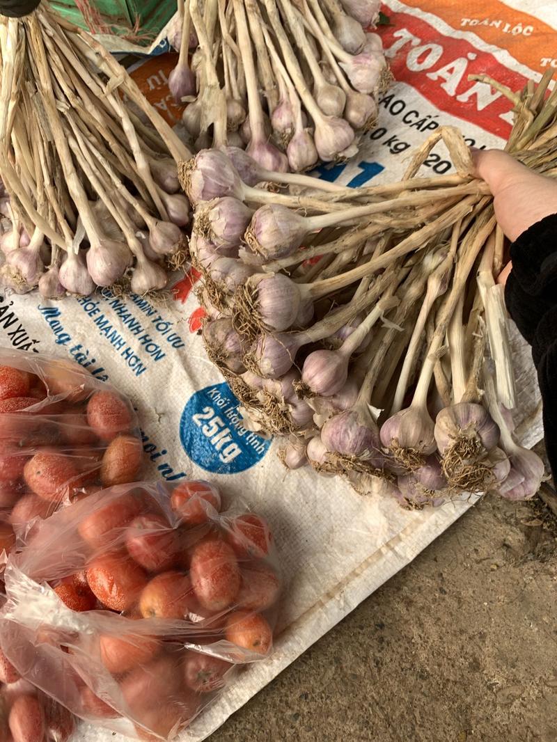 Product Introduction of Combo 4kg Tỏi tía (khô ) YÊN CHÂU SƠN LA .thơm cay nồng 0