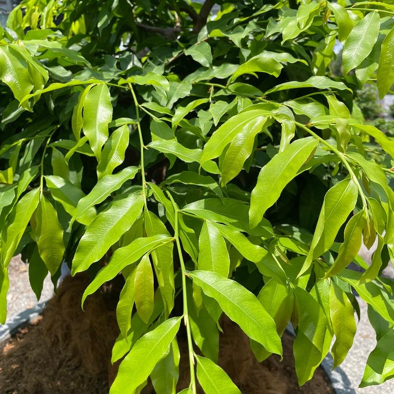 Bo giống mai ghép Siêu Bông Sài Gòn Chuẩn Chú 6 Bình Dương 5
