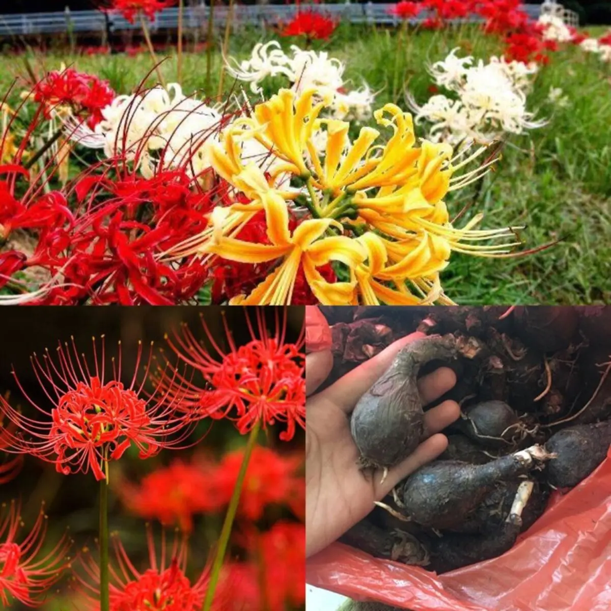 Củ giống hoa Bỉ Ngạn màu đỏ ( 1 Củ ) - [ Hoa trong truyền thuyết, Dễ trồng - Phát triển nhanh ]