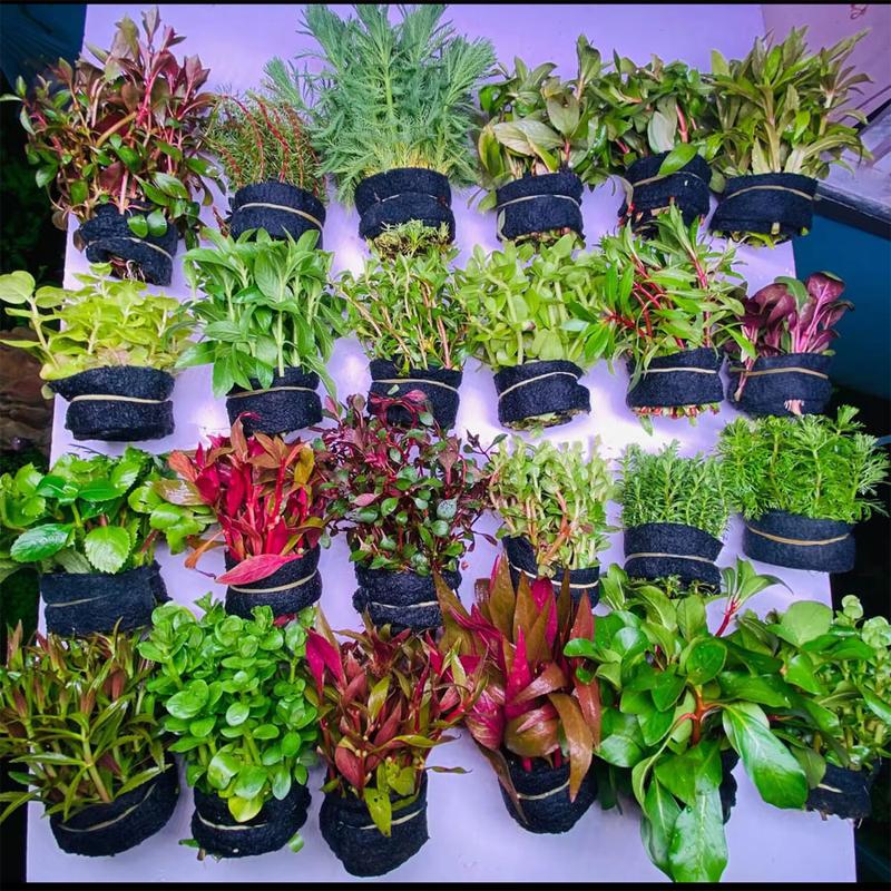  Cây thủy sinh các loại dễ trồng  không co2 trang trí cho bể cá 