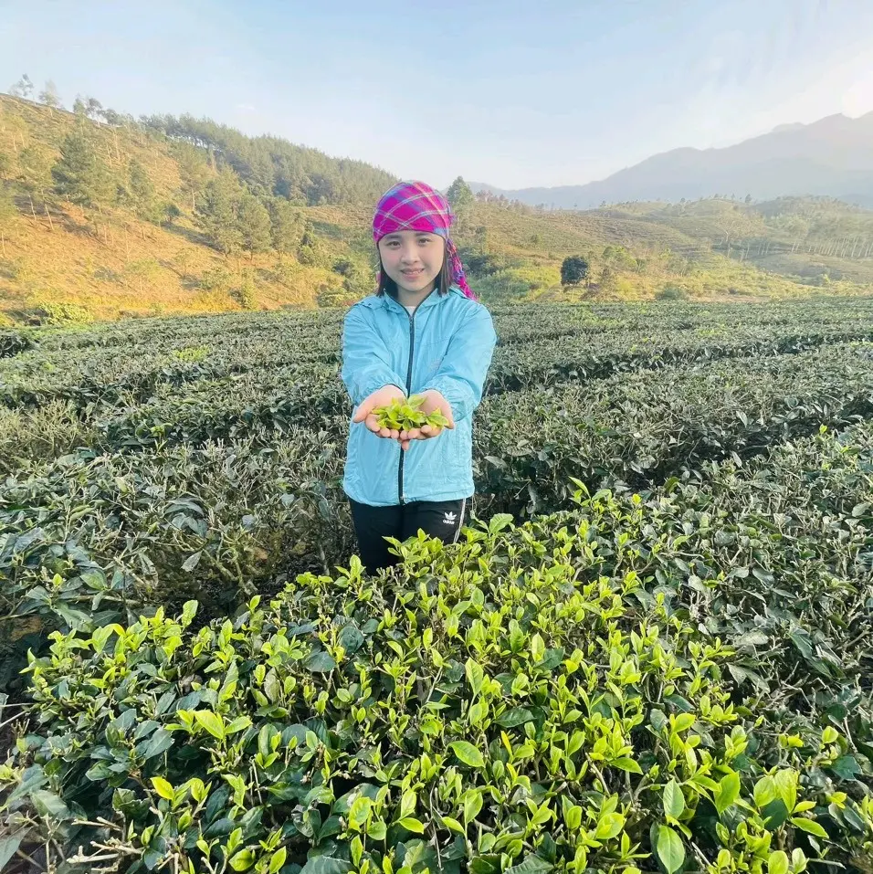 chè shan tuyết tây bắc (1kg/2gói)(đậm đà-thơm ngon)
