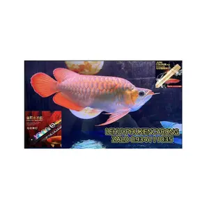 Phụ Kiện Cá Rồng Lê Huy