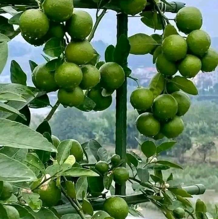 Cây chanh tứ quý ghép cao 50-60cm cho quả sau 4-5 tháng trồng