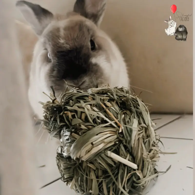 SkinnyFat Factory | Hay Ball - Mainan Gigitan Kelinci, Guinea Pigs, Chincilla 2