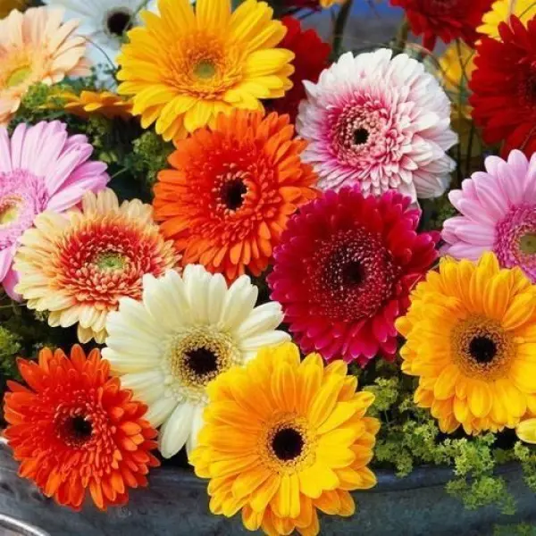 Gerbera Marigold Flower Seeds Chrysanthemum Seeds Are Easy To Grow