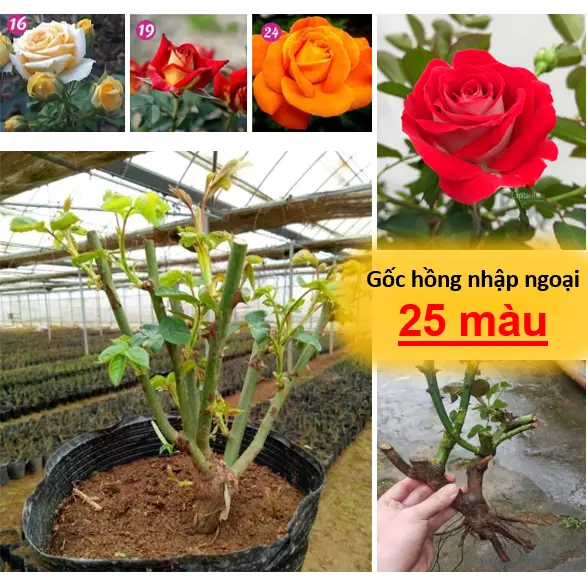 Gốc hoa hồng nhập ngoại (  Sống 100% - 25 màu tuỳ chọn ) - Rễ khoẻ, Bông to đẹp