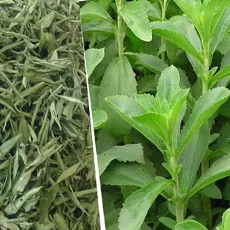 Hạt giống cây cỏ ngọt stevia (5 hạt) - cây dược liệu, tốt cho sức khoẻ 6