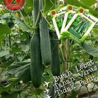 Gambar Timun Nagin F1 Timun Hijau Hibrida 80 Seed Tidak Pahit Ori Pabrik Benih dari Kandang Tentrem Lestari Kab. Pati 2 Tokopedia