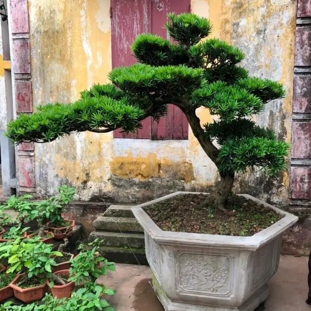 10 cây giống Tùng La Hán (..) 1