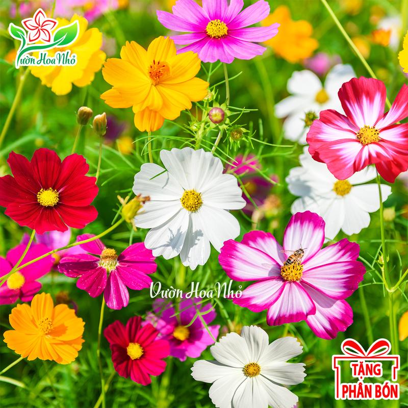 Hạt Giống Hoa Cúc Lá Nhám Mix Màu + Tặng Phân Bón