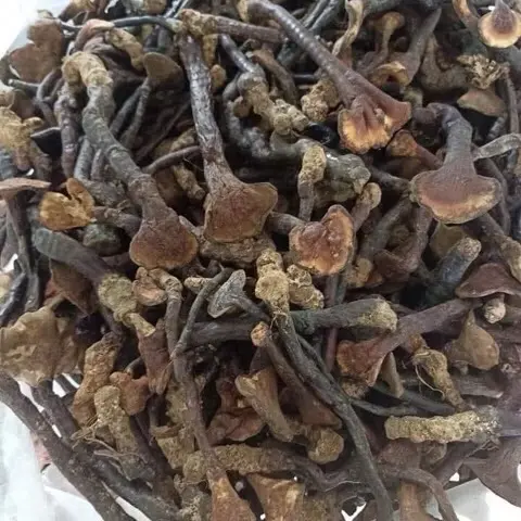 Nấm lim xanh Tiên Phước Quảng Nam Loại Nhỏ 100g 200.000 đồng. 0