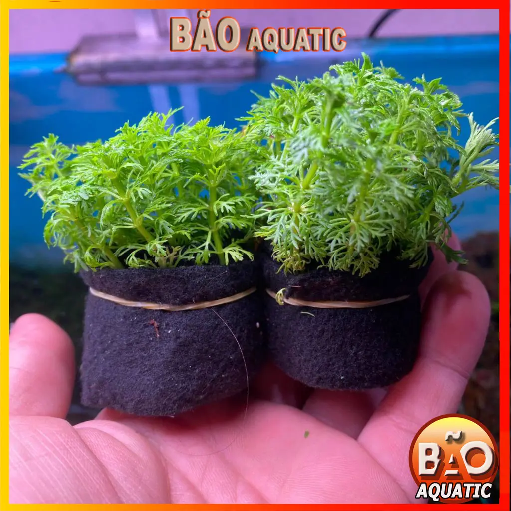 Cây thủy sinh tiểu bảo tháp 1 bó trên 13 ngọn lá cạn