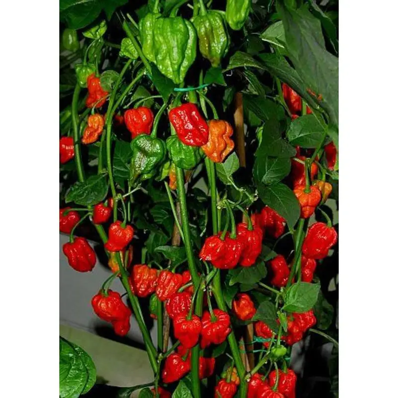 Benih Cabe Carolina Red Reaper Merah Cabai Pedas Heirloom Premium - Benih Seribuan 6