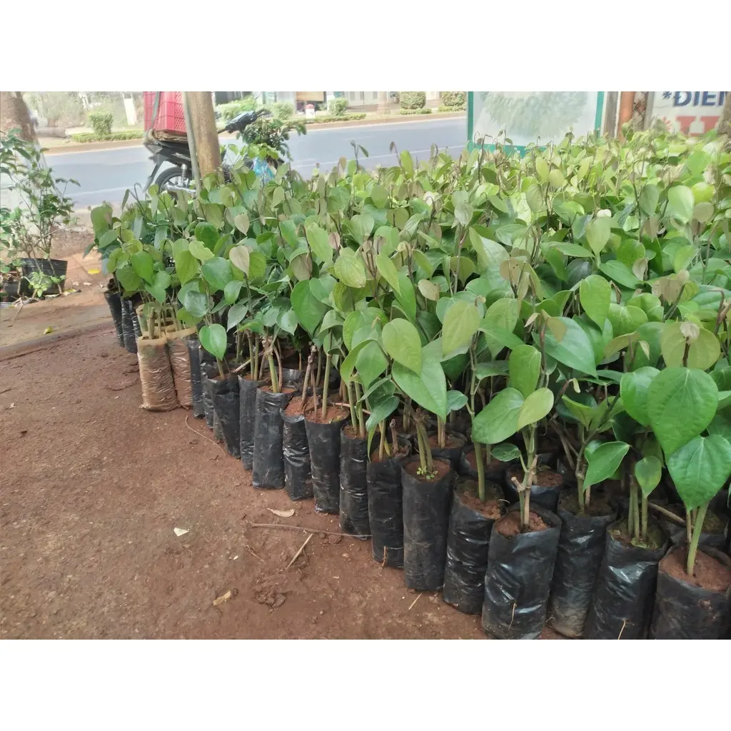 Cây giống Tiêu Vĩnh Linh bầu đẹp, dây dài [ 1 bầu 2- 3 dây như hình ạ ] " []{}