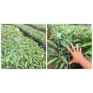 Cây Giống Sầu Riêng Ri6 ( Chuẩn Giống Cây Trồng) ( cây siêu sớm có bảo hành)