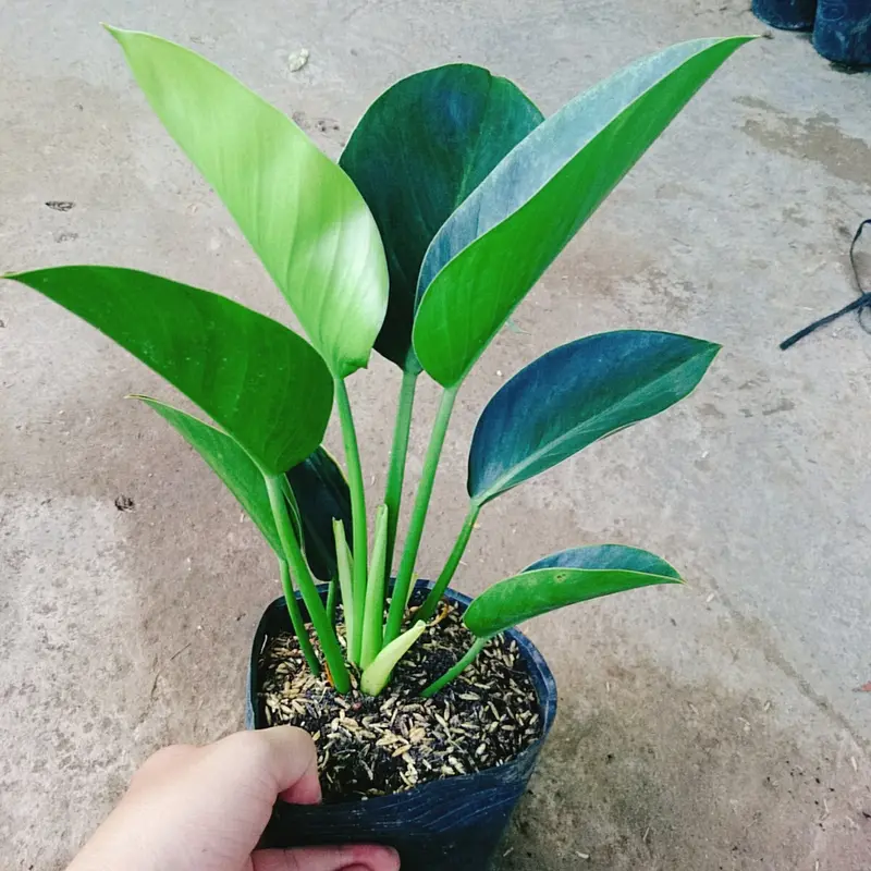 Trầu Bà Đế Vương Xanh - cây cảnh để bàn 8