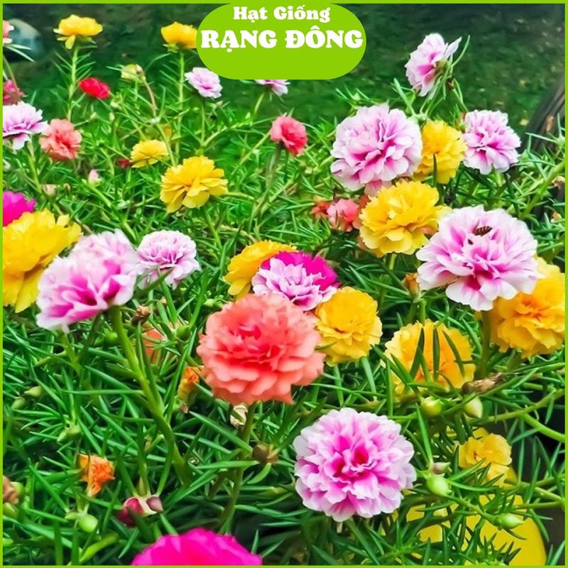 Hạt Giống Hoa Mười Giờ Cánh Kép Nhiều Màu (Gói 0.03gram) Trồng quanh năm