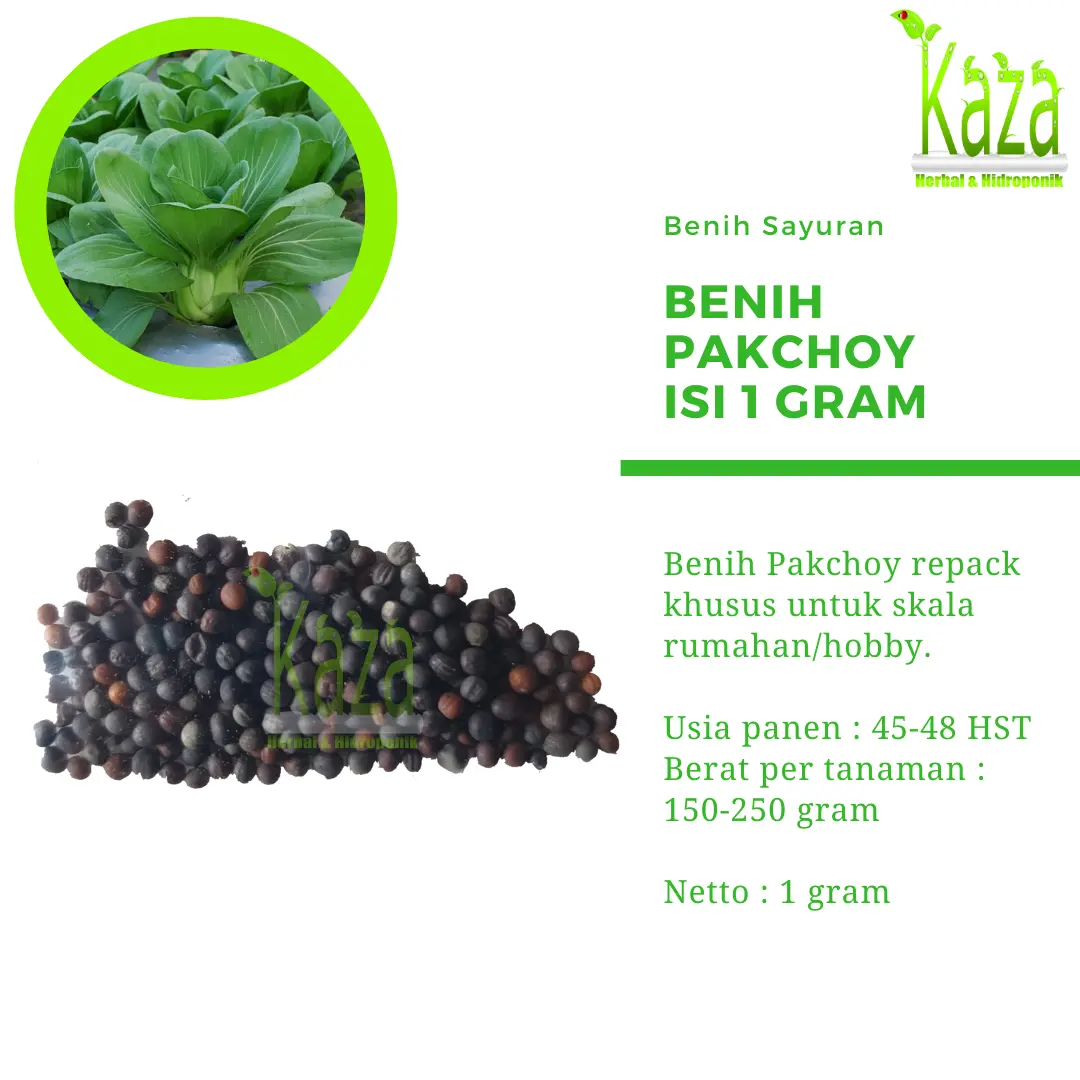 Benih Pakchoy Berat 1 gram - Bokchoy Sawi Sendok