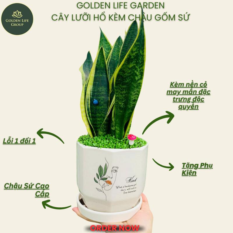  Cây lưỡi hổ chậu sứ kèm nền cỏ may mắn và chậu Decor Phòng cây lọc không khí 