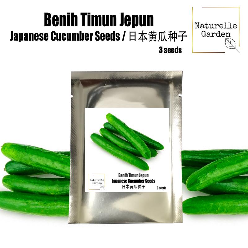 Benih Timun Jepun F1 Japanese Cucumber Seeds Vegetable Seeds - TikTok ...