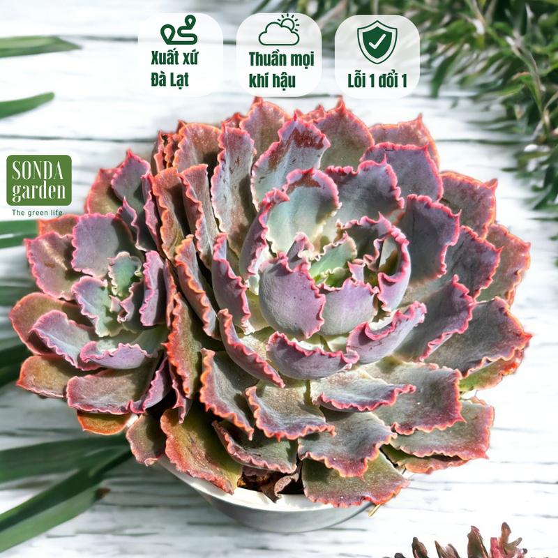 Sen đá bắp cải aurora purple SONDA garden size trung bình 10-12cm, cây sen đá, sen đá đẹp trang trí nhà cửa