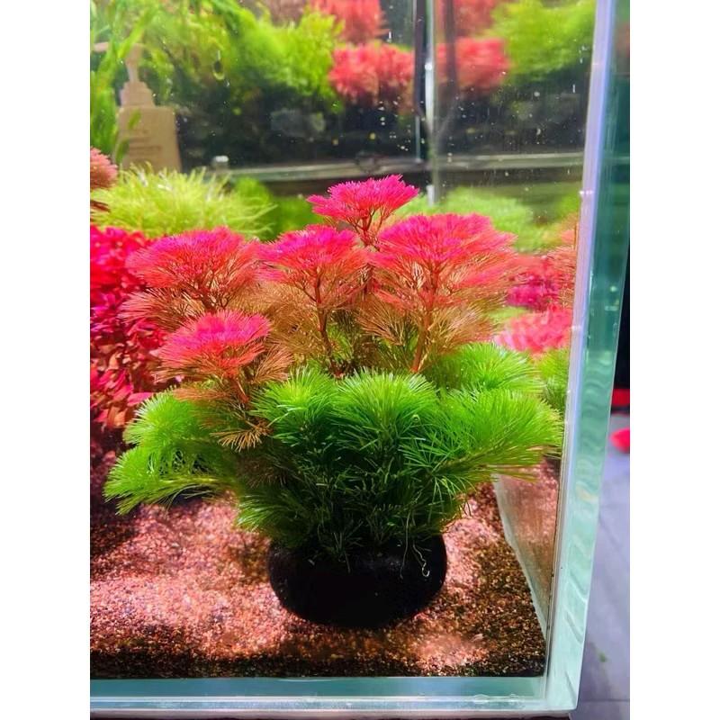 Rong la hán mix 2 màu xanh và đỏ thủy sinh