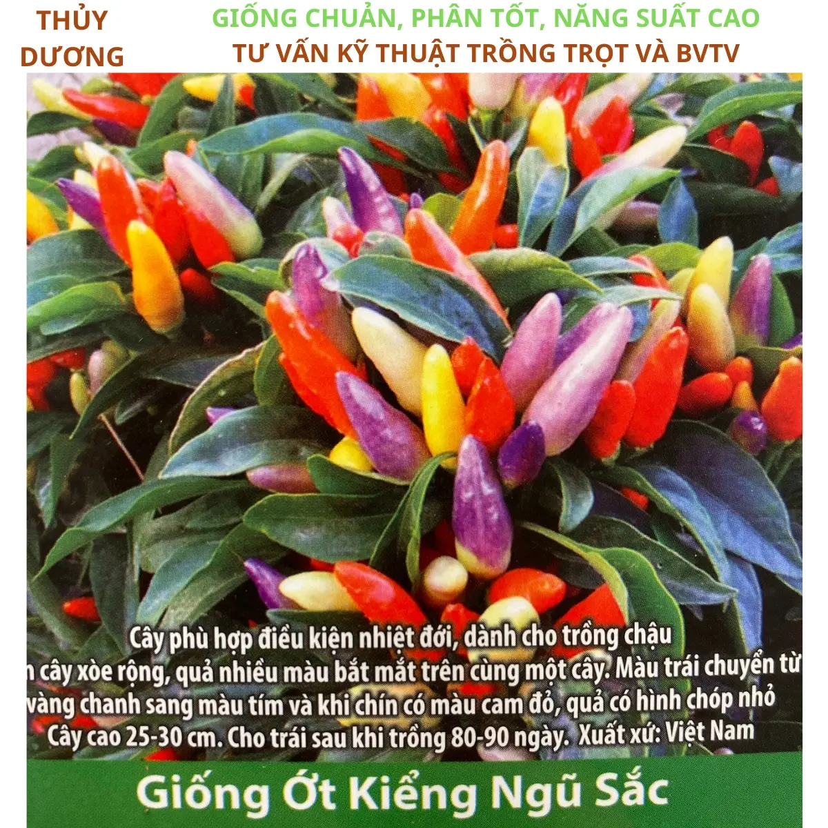 Hạt giống ớt kiểng ngũ sắc, trồng quanh năm.