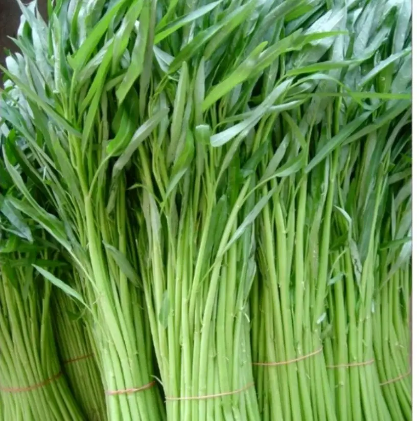 200 gr hạt giống rau muống lá tre trồng quanh năm