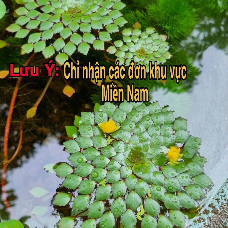 5 Cây Ấu Thái Trang Trí Bể Cá Thủy Sinh