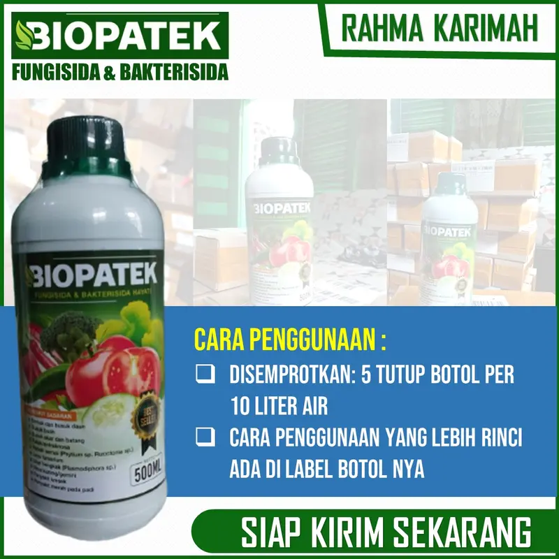 OBAT Layu Fusarium dan Layu Bakteri Cabe BIOPATEk 500 ML – Pupuk Organik Semprot Atasi Layu Buah, Daun dan Batang Cabe – Pupuk Semprot Atasi Layu Keriting Daun, Busuk Buah, Batang dan Busuk Akar Cabe – Pupuk Atasi Penyakit Tanaman Cabe 5