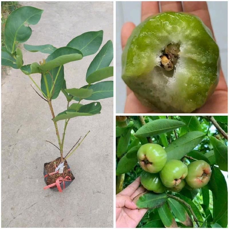 Cây giống mận xanh đường Sóc Trăng