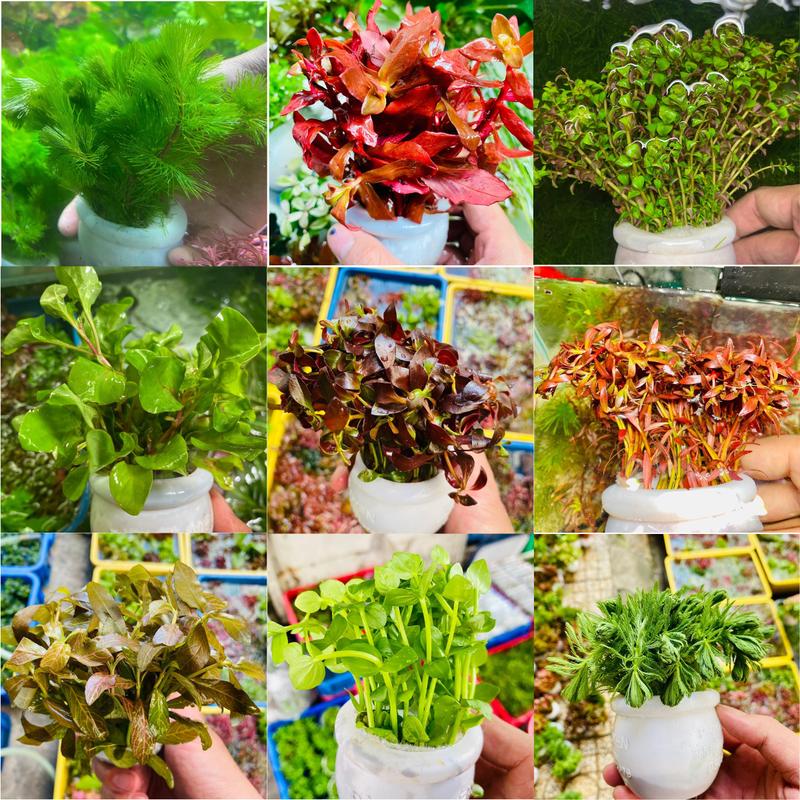Cây thuỷ sinh cắt cắm lá nước, la hán xanh, tiểu bảo tháp, không cần co2, sẳn đất dưỡng  thuỷ sinh bể cá - Caythuysinh rongcây