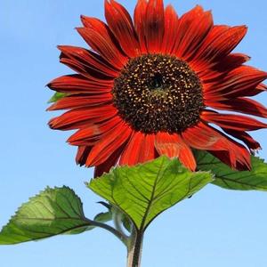 GirasoldelaSuerteSemillas100GranosFácildeCultivarResistentealCalorIdealparaJardinerosyAmantesdelaNaturalezaCultivoenInterioresyExteriores