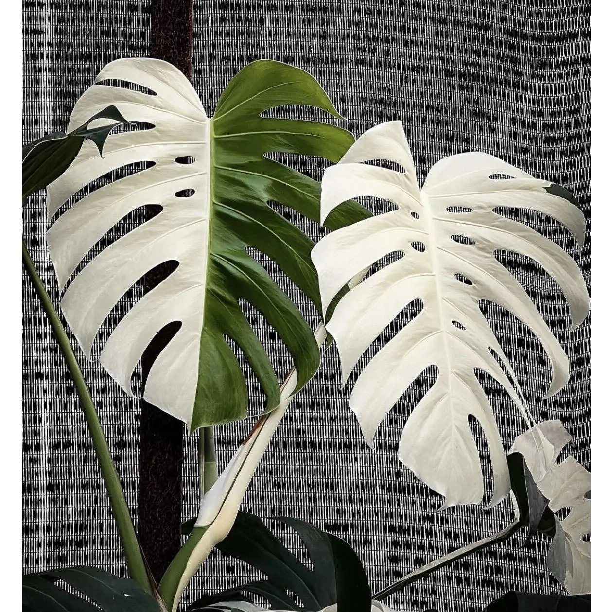 Monstera Varigata King Bonggoll murahh