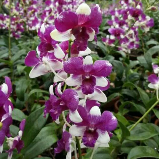Anggrek Dendrobium Jade Fancy - Tanaman Hias dengan Daun Sehat dan Batang Besar - Gambar, Bunga, Jamur 0