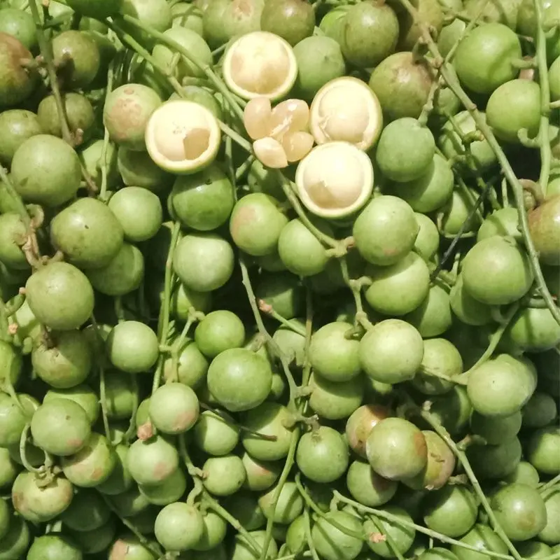 Cây giống Dâu xanh Gia Bảo (dâu da xanh), cây dâu xanh 4