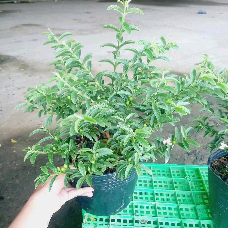 Cây giống ổi sẻ , ổi lá kim , ổi ruột đỏ