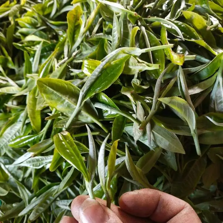 Trà Shan Tuyết cổ thụ Tây Côn Lĩnh Hà Giang 1 tôm 2 lá túi 500gr Nước Trà Tea box Chè 2