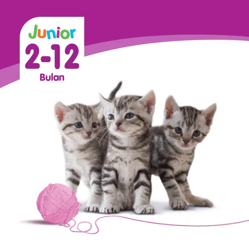 Whiskas Makanan Kucing Kering Junior 1.1 kg dry  food 4