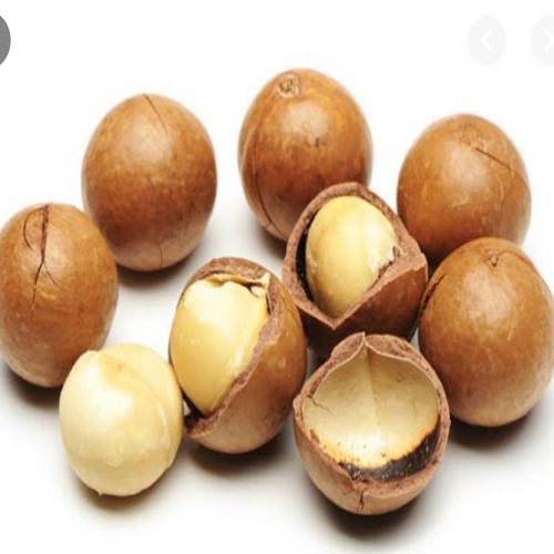  500 GR hạt macca nứt vỏ sấy ăn liền kèm khui size to  live  Ăn Vặt Food Nuts tráicâysấy Thức Ăn Snack oc cho hạtdinhduong oc cho 