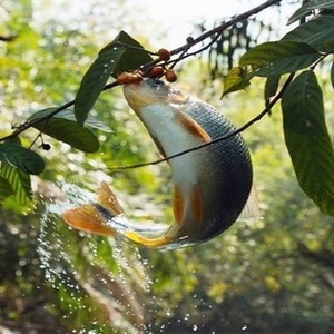 Lưới Vũ Thoảng VH